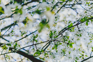 white hawthorn blossoms on tree branches in city park