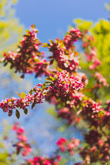 crab apple tree with red and pink blossoms in city park