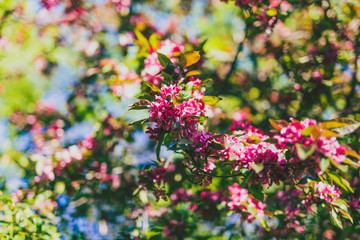 Fototapeta premium crab apple tree with red and pink blossoms in city park