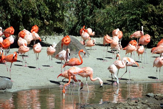 Big Bevy of colored Flamingos 