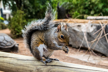 Eichhörnchen