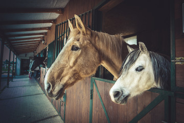 Two horses at stables