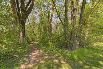 Entrata in una foresta verde con molti alberi 