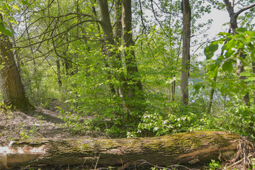 Foresta verde con un grosso ramo in primo piano
