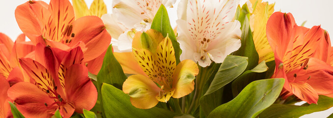 alstromeria panorama