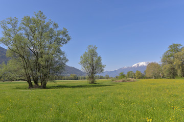 Panorama di campagna con prato verde ed alberi