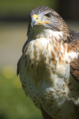Adler Portrait