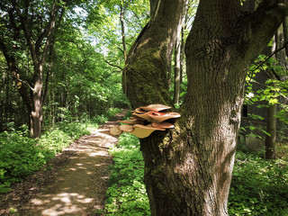 großer Baumpilz am Baumstamm, Drohnenbild