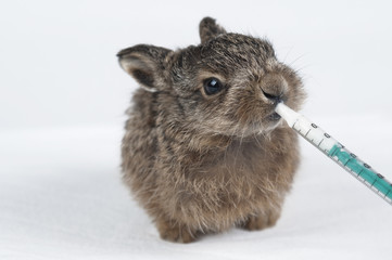 Hase