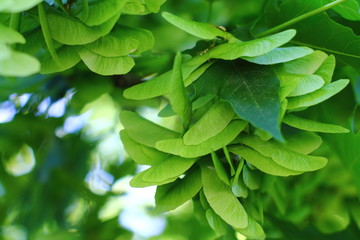 Ash-leaved maple helicopter seeds close up. Green foliage. Selected focus.