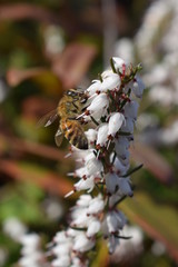 Abeille butinant