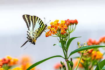 Five-bar Swordtail (Pathysa antiphates) eating on plant