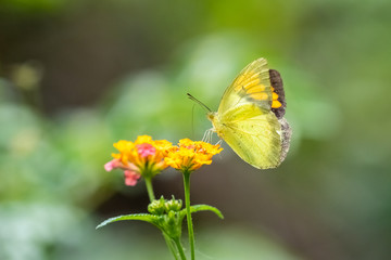 Yellow Orange Tip (Ixias pyrene) eating on plant