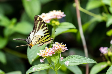 Five-bar Swordtail (Pathysa antiphates) eating on plant