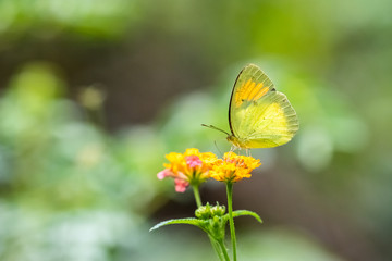 Yellow Orange Tip (Ixias pyrene) eating on plant