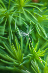 dandelion on the tree