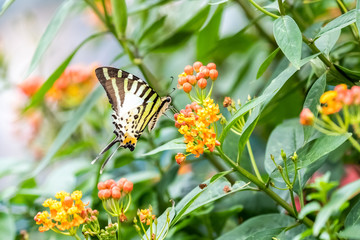 Five-bar Swordtail (Pathysa antiphates) eating on plant
