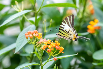 Five-bar Swordtail (Pathysa antiphates) eating on plant