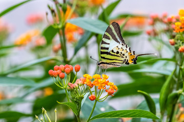 Five-bar Swordtail (Pathysa antiphates) eating on plant