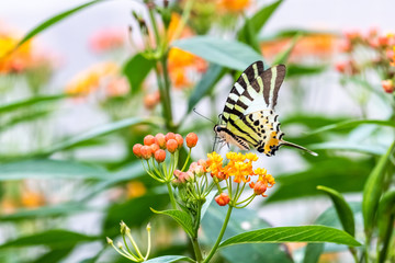 Five-bar Swordtail (Pathysa antiphates) eating on plant
