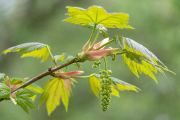 Sycamore (Acer pseudoplatanus) tree in flower. Panicles of monoecious flowers on plant in the...