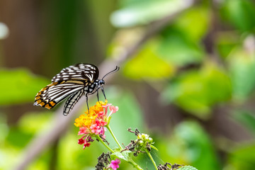 Common Mime (Chilasa clytia) eating on plant