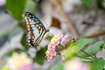 Common Jay (Graphium doson) eating on plant