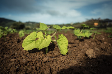 Close-up of a plant. Vegetables growing in a vegetable garden