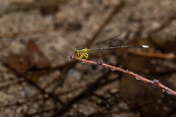 Portrait of dragonfly - Yellow Featherlegs (male) (Copera marginipes)