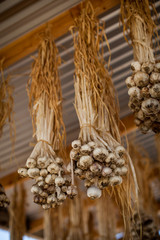 Garlic Drying
