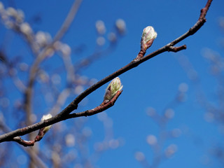 Blossom leaves on the branch.