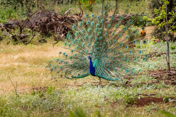 Obraz premium Peacock with open tail, Israel