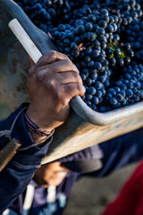 Grape Harvest