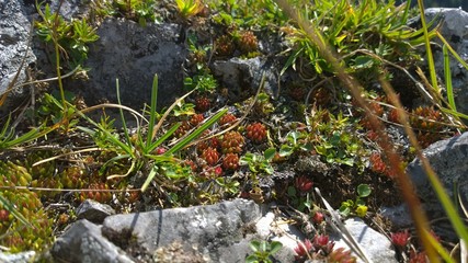 Forest stone flowers. Slovakia
