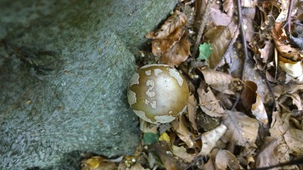 Toadstool mushroom in the forest. Slovakia	
