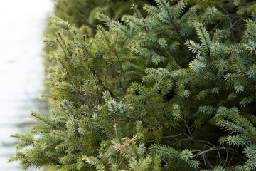 Fir branches, fir tree, pine tree