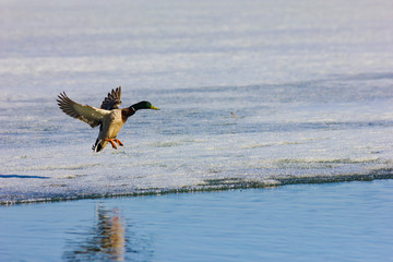 посадка утки