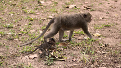 Monkeys playing in Angkor Wat, Siem Reap, Cambodia, Asia. Playful animals in natural environment.