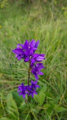 Meadow flowers - bellflowers. Slovakia