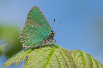 Green Hairstreak (Callophrys rubi) male at rest on bramble. Butterfly in the family Lycaenidae, at...