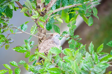 zebra dove bird on tree branch