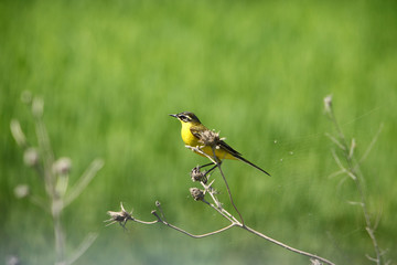 Motacilla flava / Yellow Wagtail in natural habitat