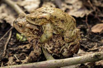 Kröte, Kröten im Frühjahr 