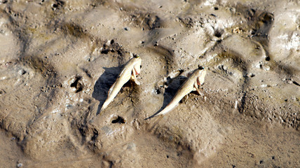 Fototapeta premium Two fish