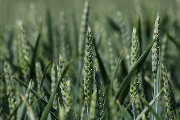 Obraz premium Green field of sprouting wheat 
