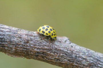 22 spot ladybird (Psyllobora vigintiduopunctata). Small beetle in the family Coccinellidae, feeding on mildew