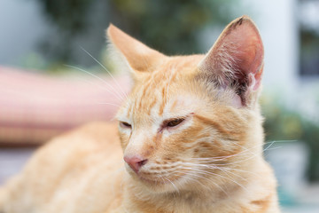 Naklejka na ściany i meble beautiful siam cat sit on steel wall. yellow Thai cat lying on ground.