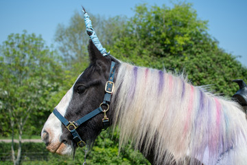 Horse dressed up as unicorn. Irish cob pony with horn and coloured mane, head in profile