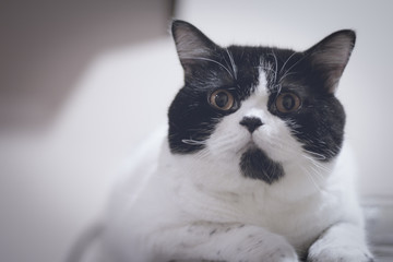 Cute black and white cat sitting and look relax. Cute pet in home.