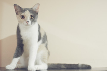 Cute three colors cat with longtail sitting relax with plain cream color backgrounds, Cute pet in home.